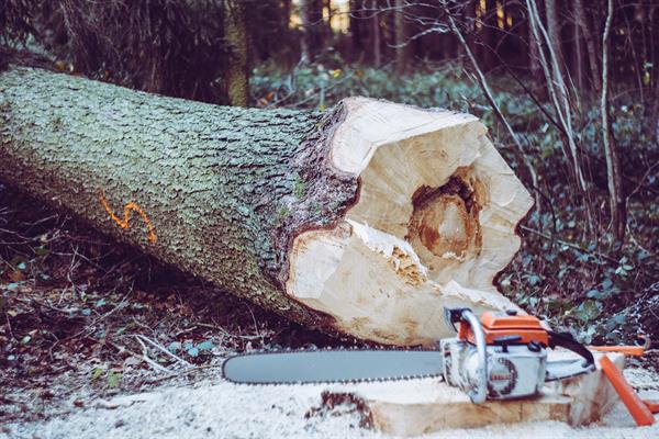 gefällter Baum und Säge